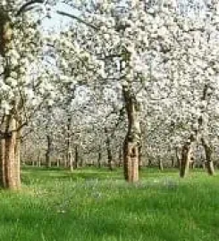 Dorset Nectar Orchard Campsite
