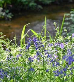Wray Valley Camping